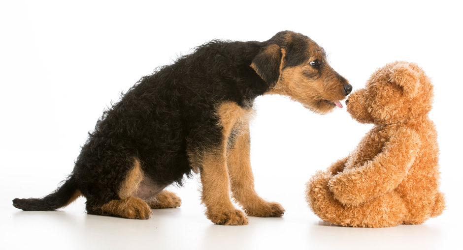 dog sniffing stuffed animal