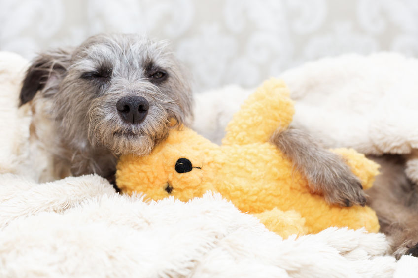 dog sleeping with a stuffed animal