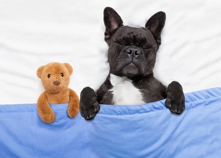 Dog Sleeping with Teddy Bear
