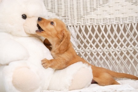 Puppy with a Teddy Bear