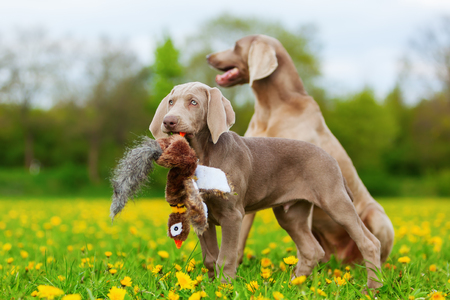 Dog with Stuffed Pheasant