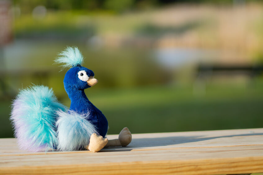 Adorable blue peacock sitting on a wooden table with blurred bac